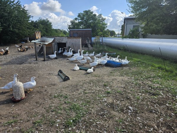 Weihnachten steht vor der Tür