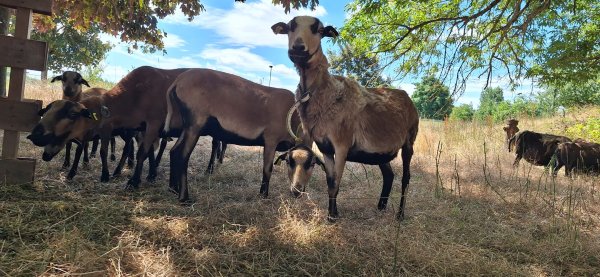 Weihnachten steht vor der Tür