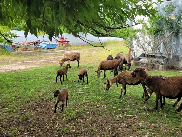 Weihnachten steht vor der Tür